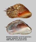 Modiolus barbatus (juv)